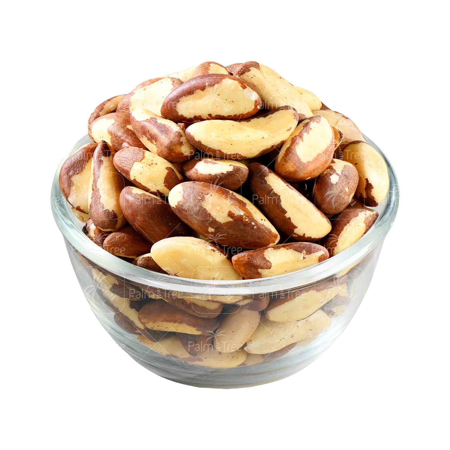 Brazil Nut - Image 2